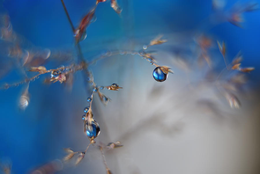 Macro Photograph - Blue Rain Ll by Heidi Westum