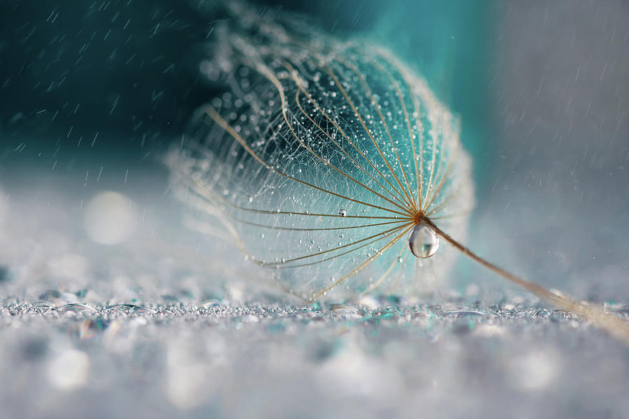 Blue Rain Photograph by Rina Barbieri