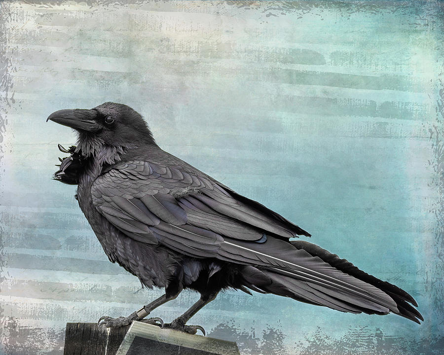 Blue Raven Photograph by Mary Hone Blue Raven Photograph by Mary Hone