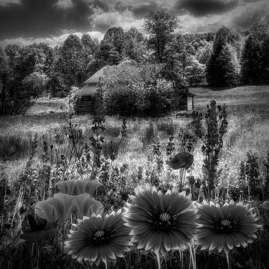 Blue Ridge Country Wildflowers in Black and White Photograph by Debra and Dave Vanderlaan