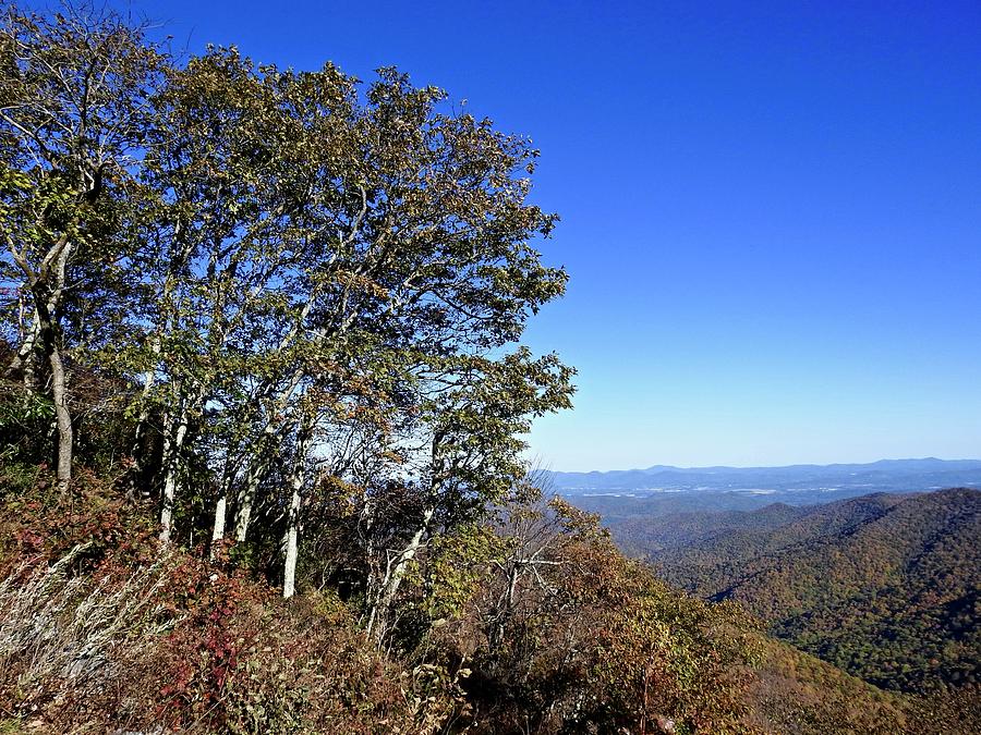 Blue Ridge Mountain Trees Photograph by Kathy Chism