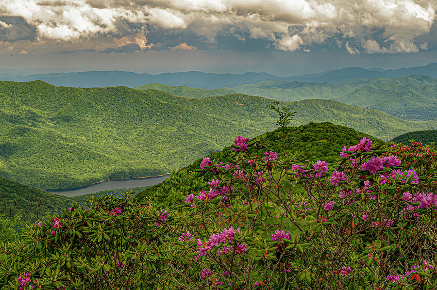 Blue Ridge Mountains and Blooming Rhodendrum Photograph by Willie Harper