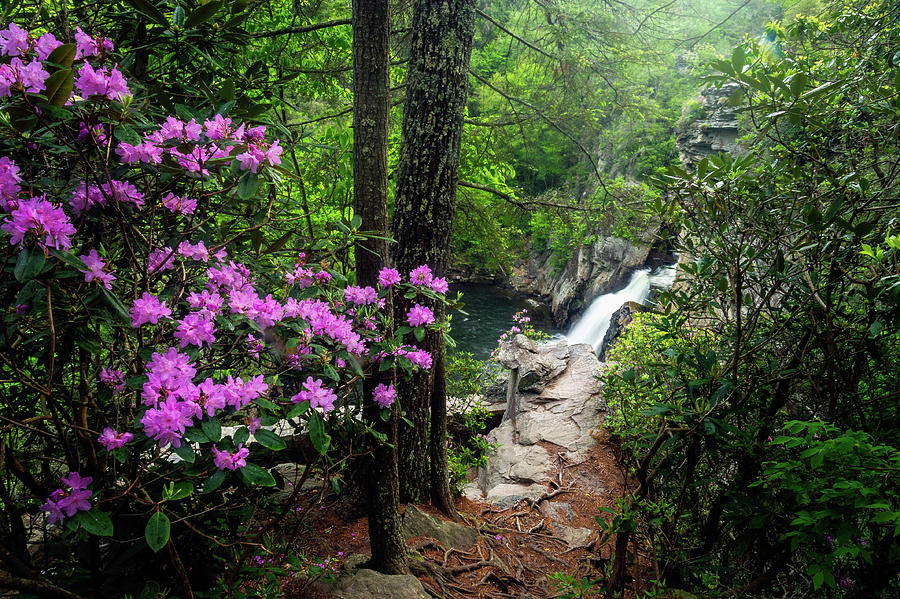 Blue Ridge Mountains Nc Plunging Into Spring Photograph