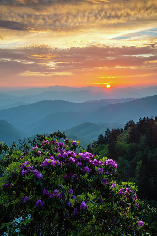 Blue Ridge Parkway Asheville NC Rhododendron Sunset Scenic  Photograph by Robert Stephens