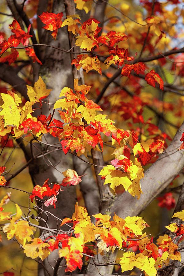Blue Ridge Parkway Autumn Maple Tree Photograph by Dan Carmichael