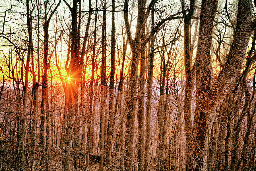 Blue Ridge Stick Trees of Winter Photograph by Dan Carmichael