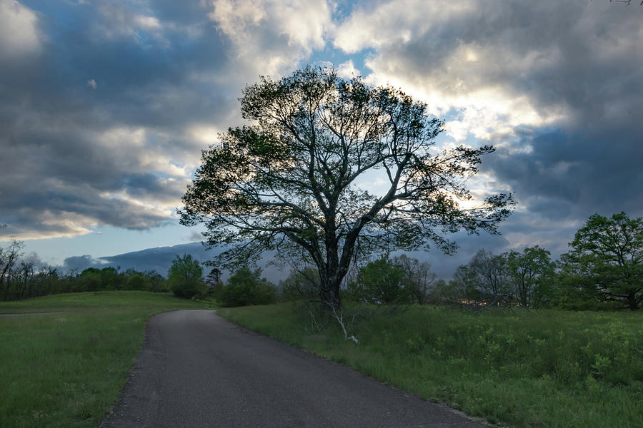 Blue Ridge Tree Silhouette Photograph by Norma Brandsberg