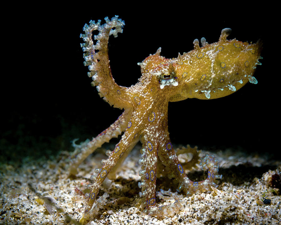 Blue-ringed Octopus In Defensive Photograph by Bruce Shafer