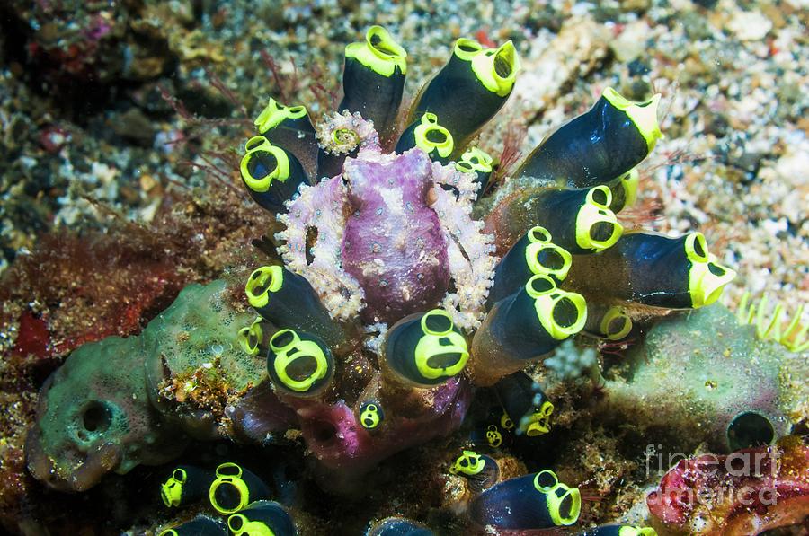 Blue-ringed Octopus With Stalked Ascidians Photograph by Georgette Douwma/science Photo Library
