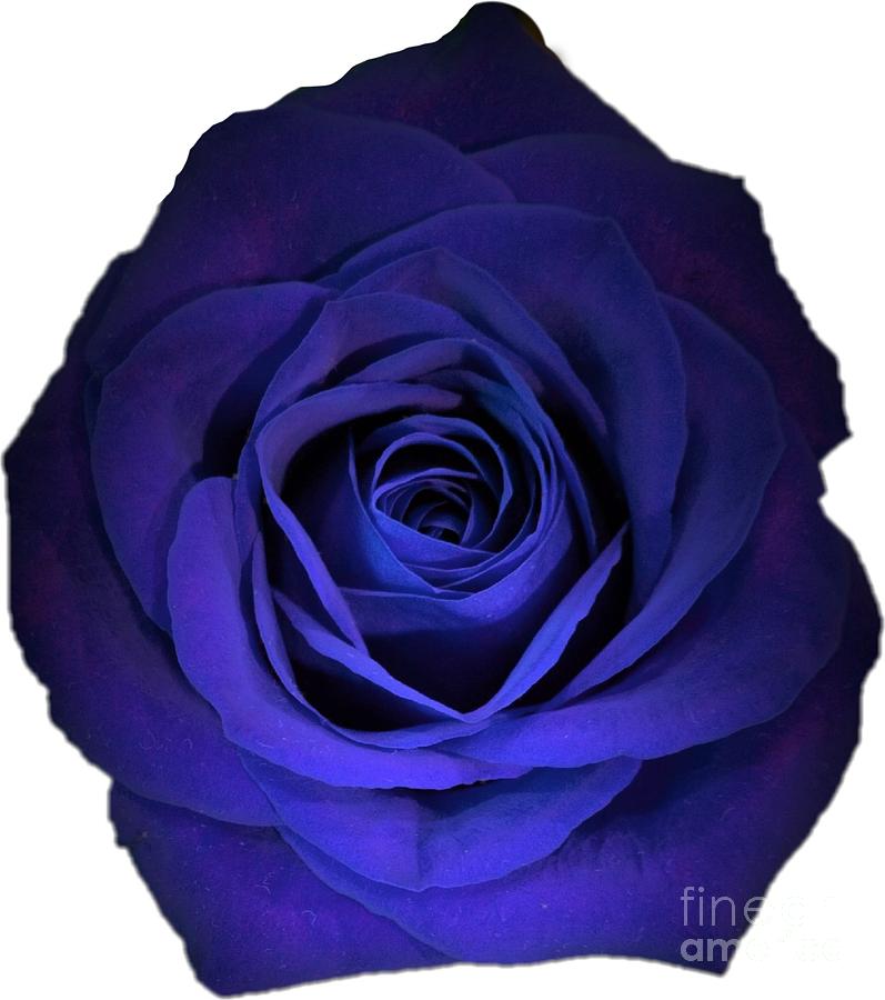 Blue Rose Flower Photograph Best for Shirts Photograph by Delynn Addams