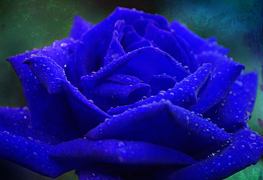 blue rose with raindrops