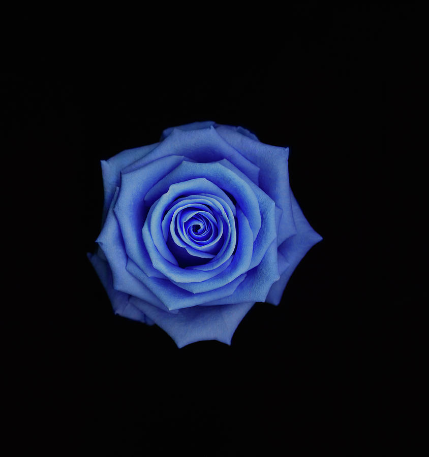 Blue Rose Rosa Sp. Against A Black Photograph by Mike Hill