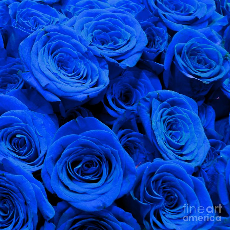 Blue Roses Photograph by H Cooper