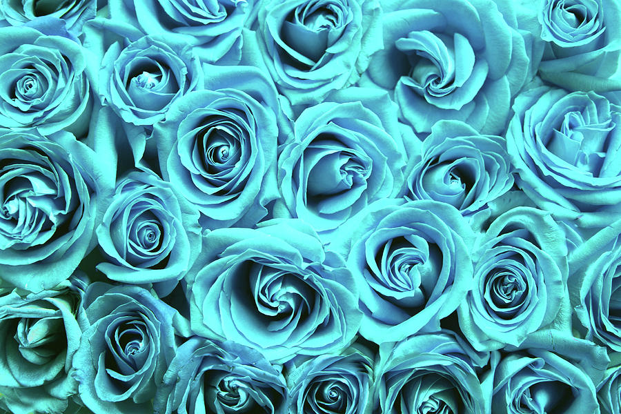 Blue roses Photograph by Top Wallpapers