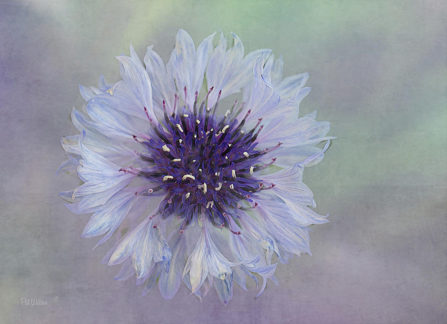Flowers Still Life Photograph - Blue Scabiosa by Pat Watson