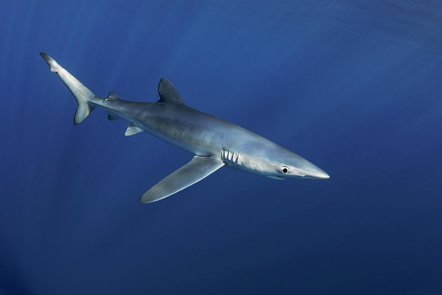 Blue Shark, Canary Islands. North Atlantic Ocean Photograph by Sergio ...