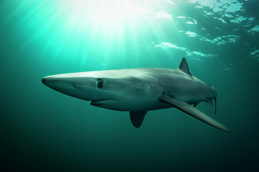 Blue Shark Digital Art by George Karbus Photography - Fine Art America