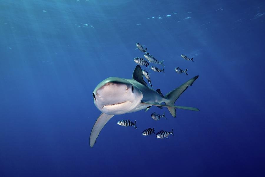Blue Shark With Pilot Pish Photograph by James R.d. Scott