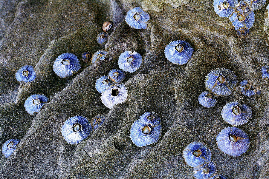 Animal Photograph - Blue Shells by Incredi