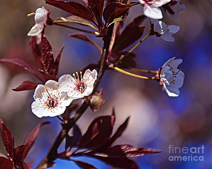Tree Photograph - Blue Skies And Blossoms by Kathy M Krause