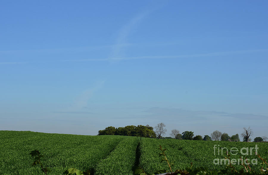 Blue Skies and Green Fields of Crops in Northern England Photograph by DejaVu Designs