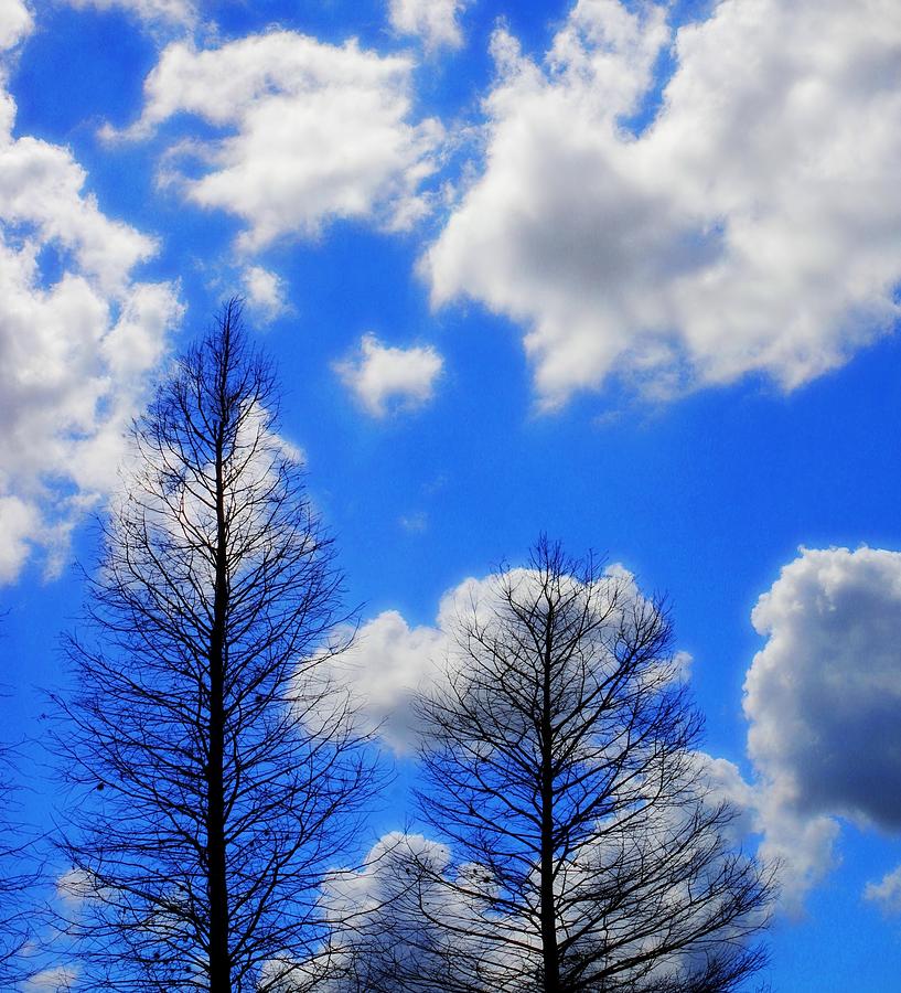 Blue Skies Photograph by Stoney Lawrentz