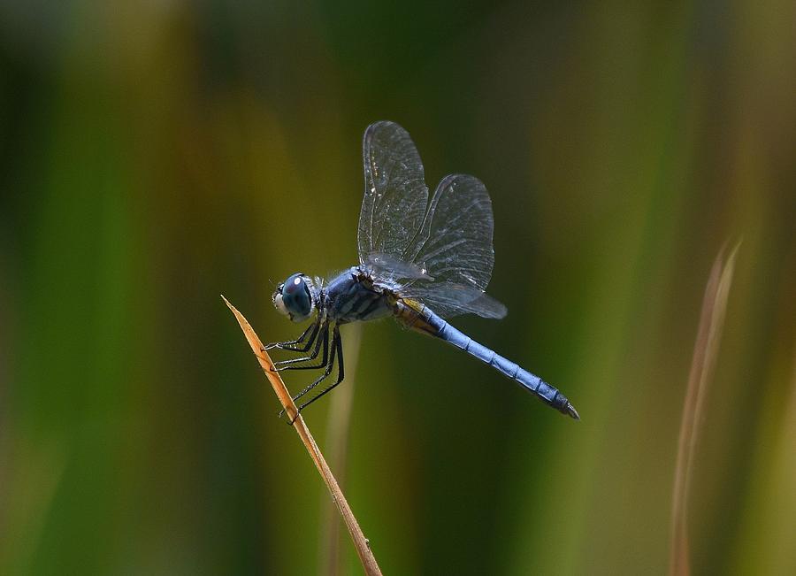 Blue Skimmer Dragonfly Photograph by Fraida Gutovich