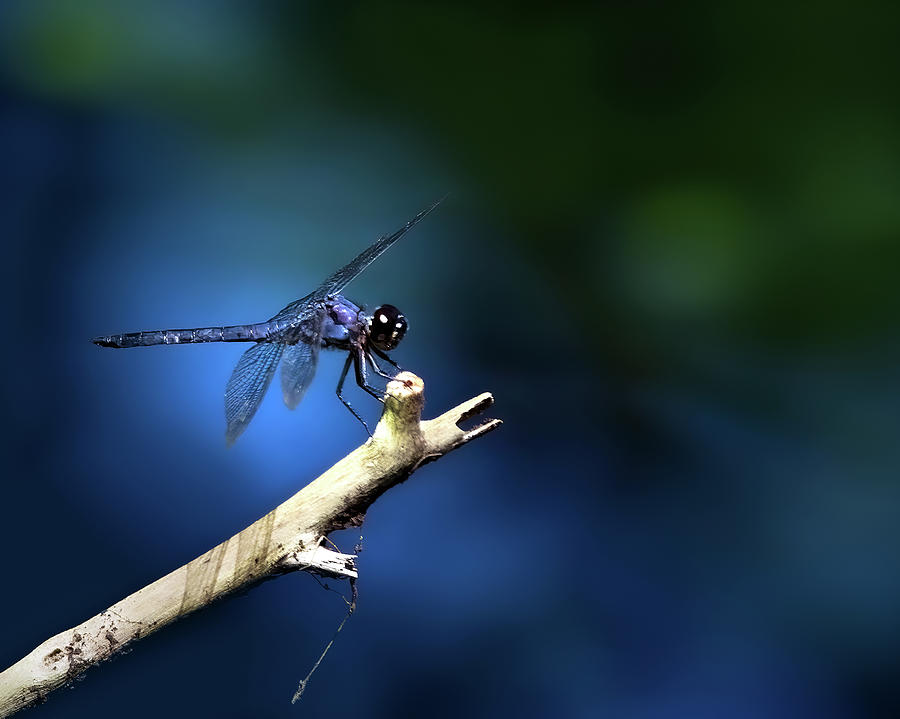 Blue Skimmer Dragonfly Photograph by Mark Andrew Thomas