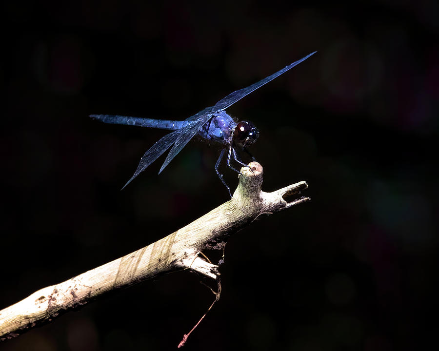 Blue Skimmer Photograph by Mark Andrew Thomas