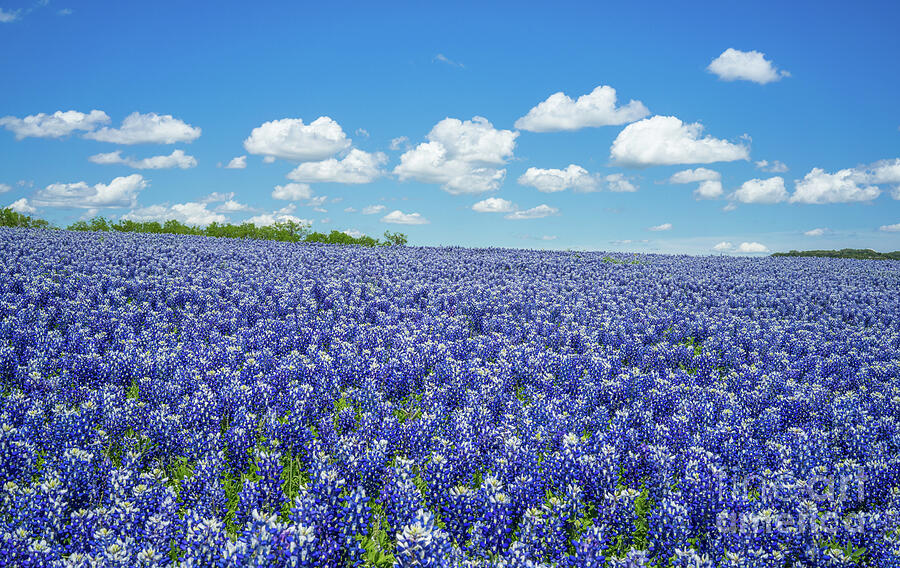 Blue Sky and Bluebonnets Photograph by Bee Creek Photography - Tod and ...