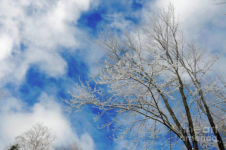 Blue Sky and Hoarfrost Photograph by Sandra Updyke