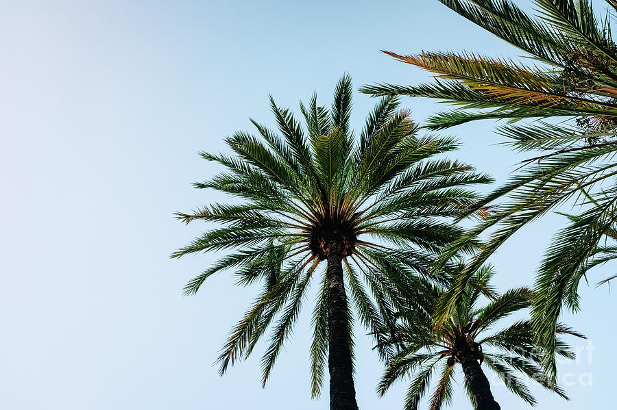 Blue sky background with the silhouette of some tropical palm tr Photograph by Joaquin Corbalan