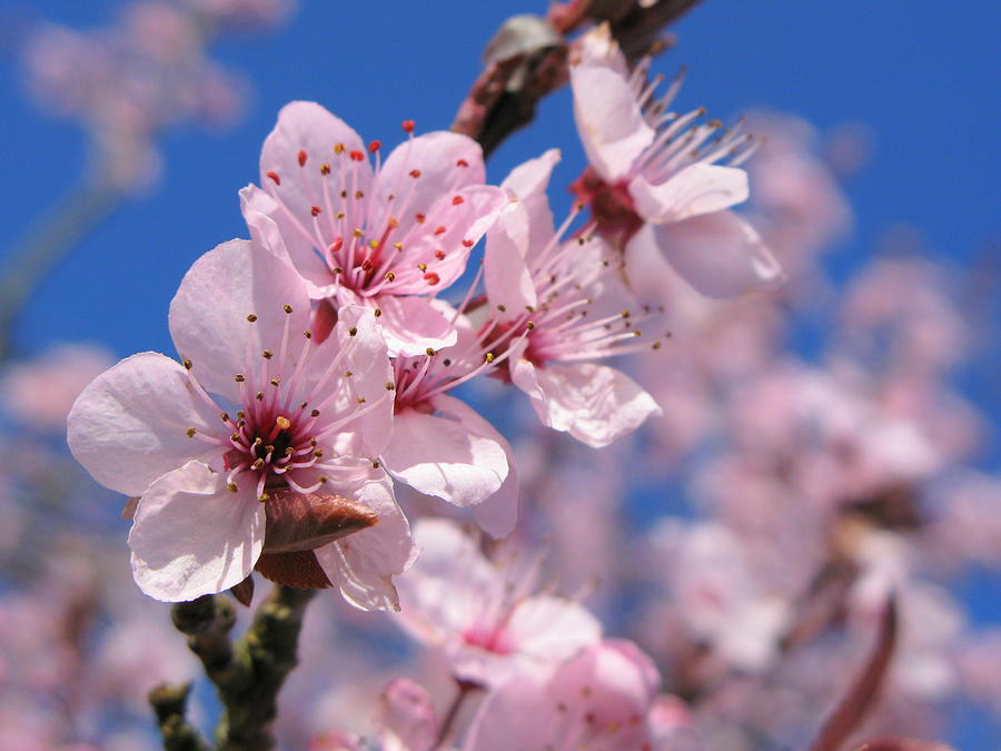 Blue Sky Blossom Photograph by Atwag