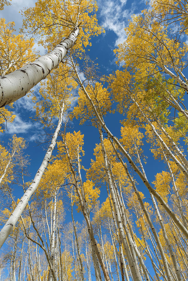 Blue Sky,branch,canopy,colorado,danita Photograph by John Barger | Fine ...