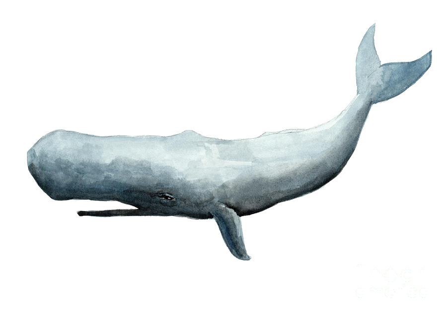 Blue Sperm Whale Watercolor Illustration Home Decor Painting By Joanna Szmerdt