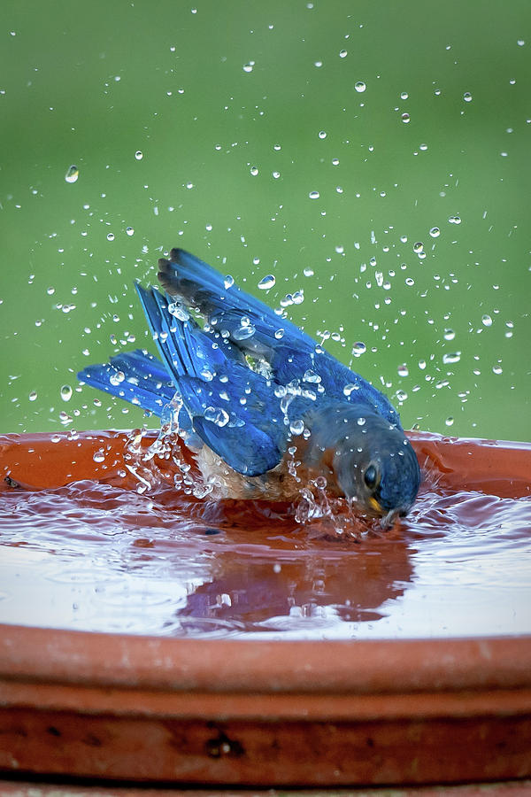 Blue Splash Photograph by David Heilman