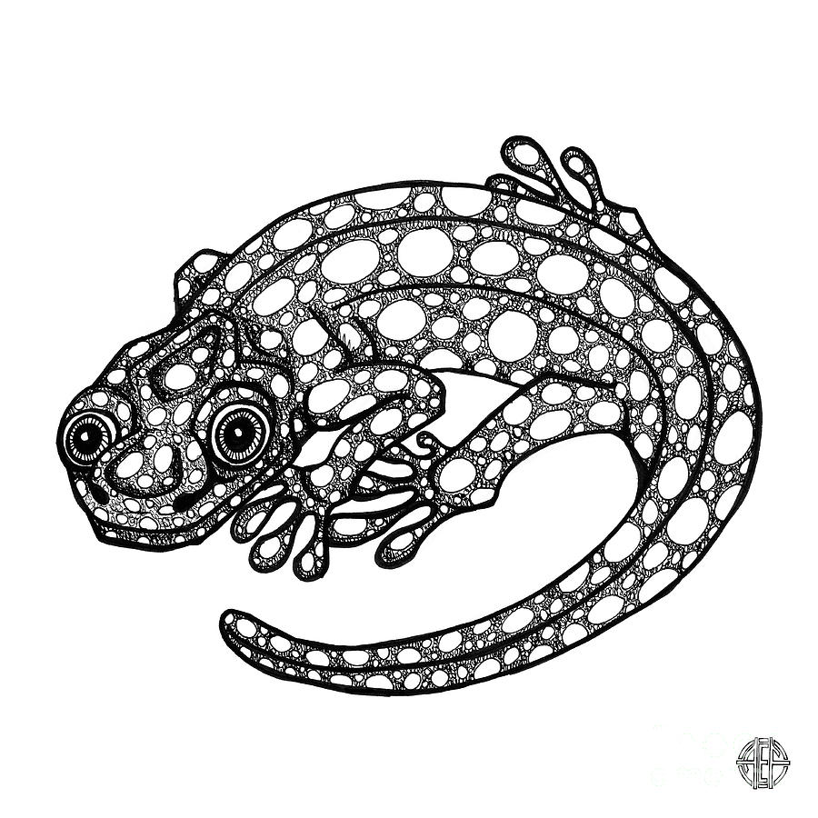 Blue Spotted Salamander Drawing by Amy E Fraser
