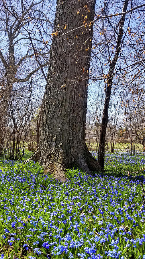 Blue Spring Flowers Photograph by Brook Burling