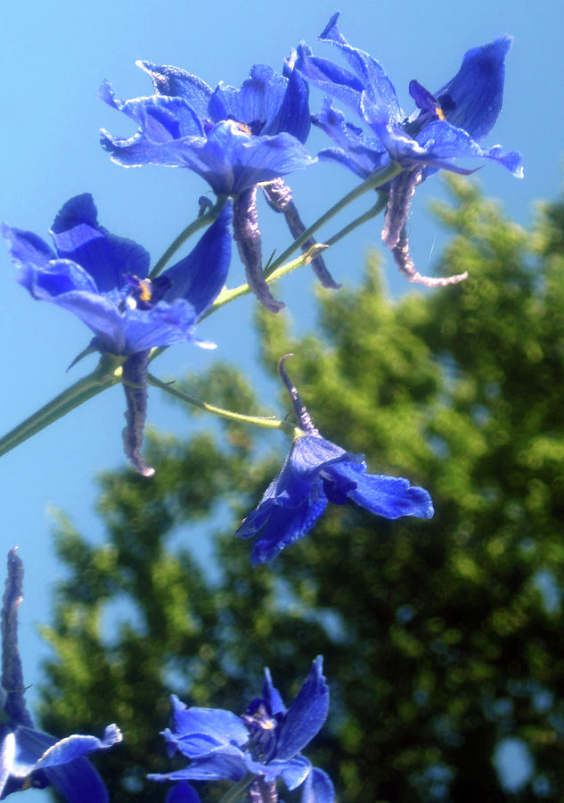 Blue Spring Photograph by Jaeda DeWalt