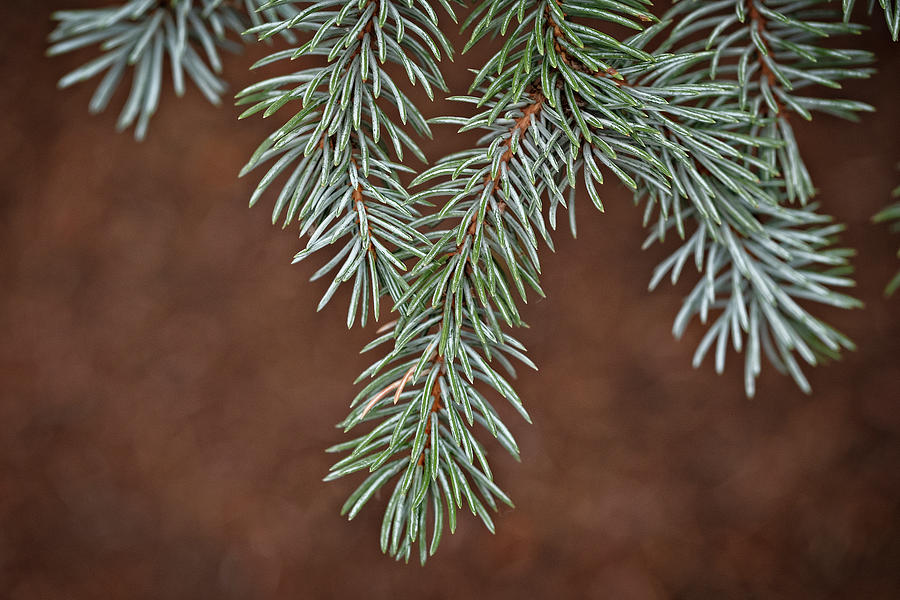 Blue Spruce Photograph by Catherine Reading