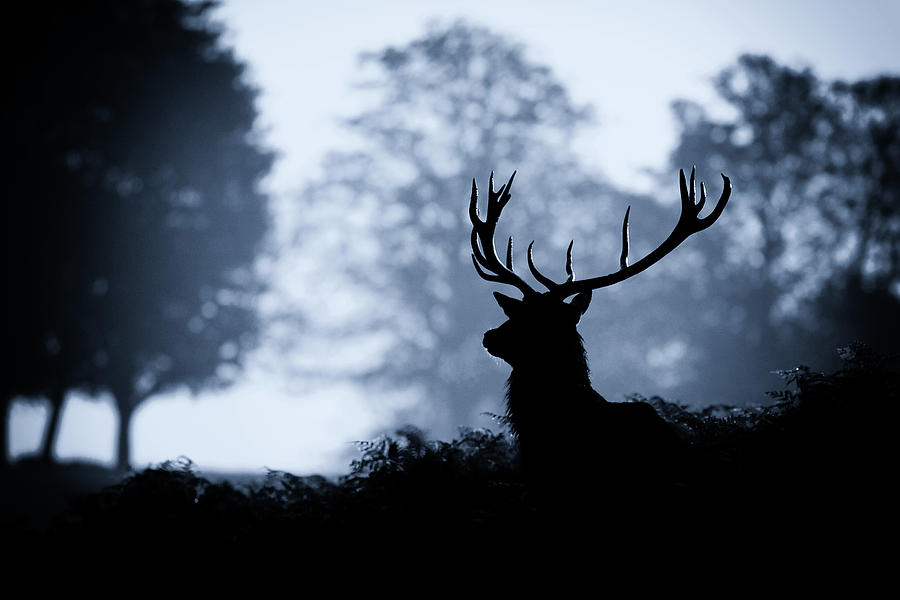 blue stag, markbridger, animal themes,one animal,animals in the wild,outdoo...