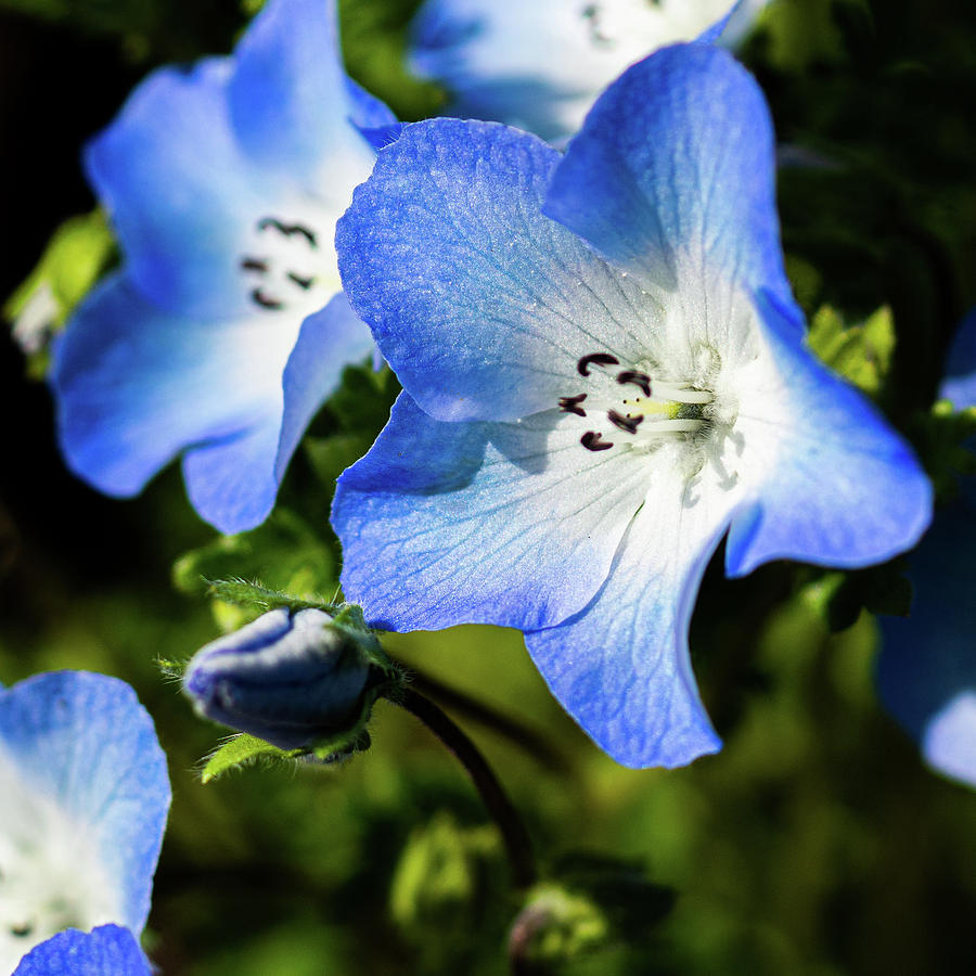 Blue Star Flowers Photograph By Marissa Wolff Pixels   Blue Star Flowers Marissa Wolff 