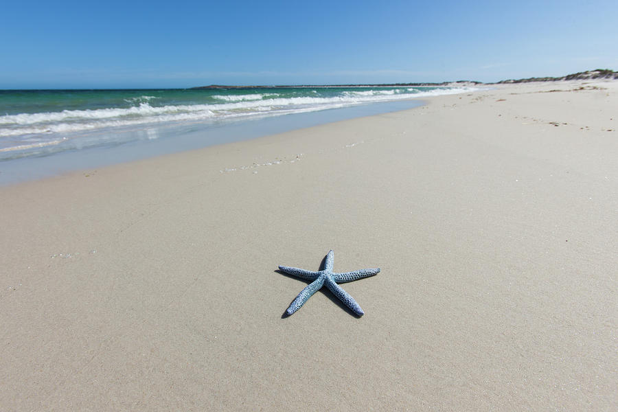 Blue Starfish On A Beach. South Photograph by John White Photos