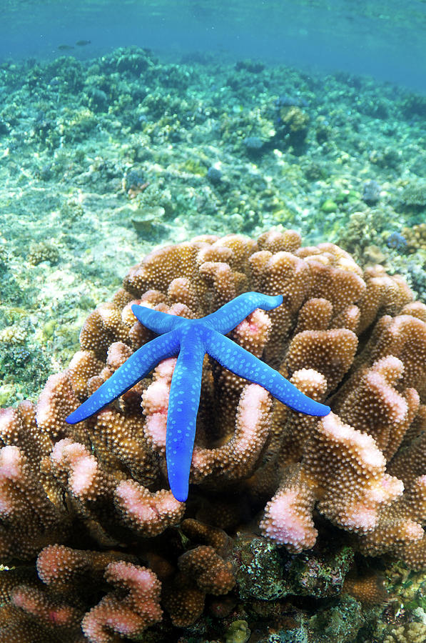 Blue Starfish On Coral Photograph by Apsimo1