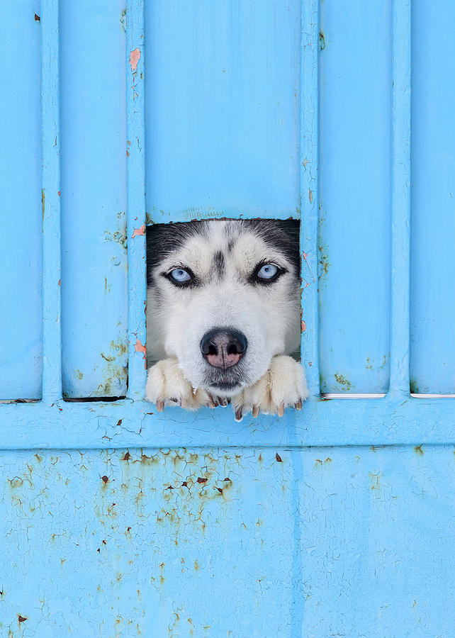 Animal Photograph - Blue by Stefan Kamenov