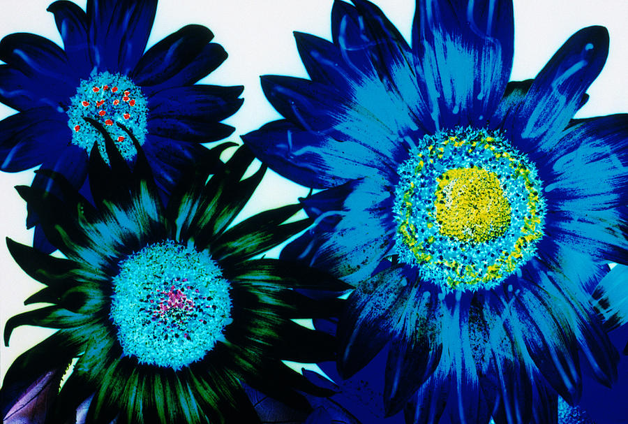 Blue Sunflowers Digital Art by Steve Satushek