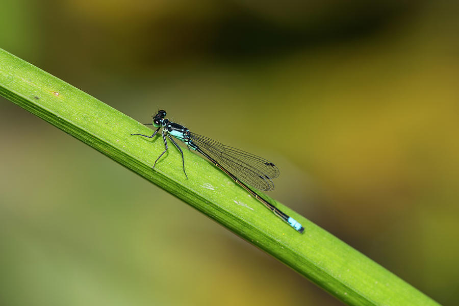 Blue-tailed Damselfly Photograph by Robert Potts