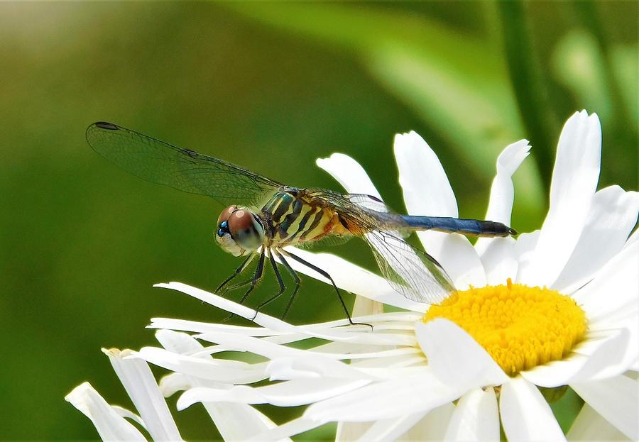 - Blue Tailed Dragonfly On a Daisy Photograph by THERESA Nye