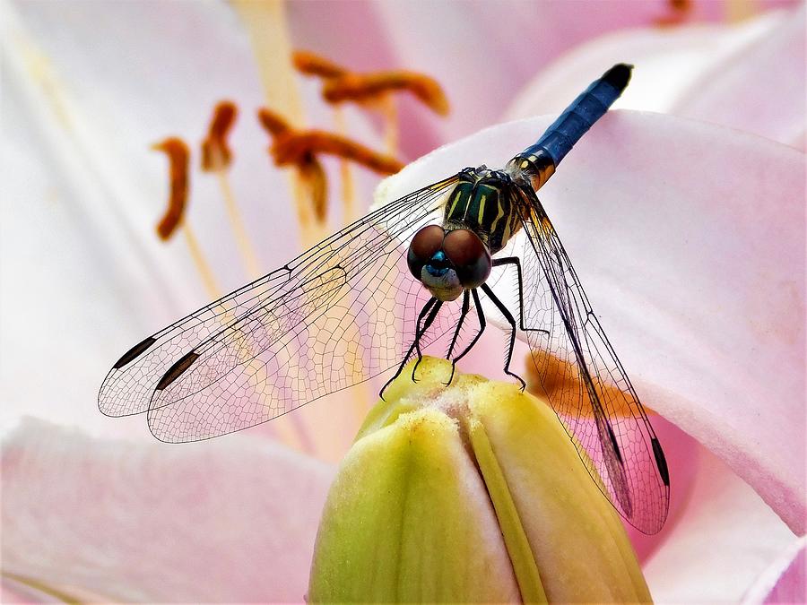 - Blue Tailed Dragonfly on Light Pink Lily Photograph by THERESA Nye