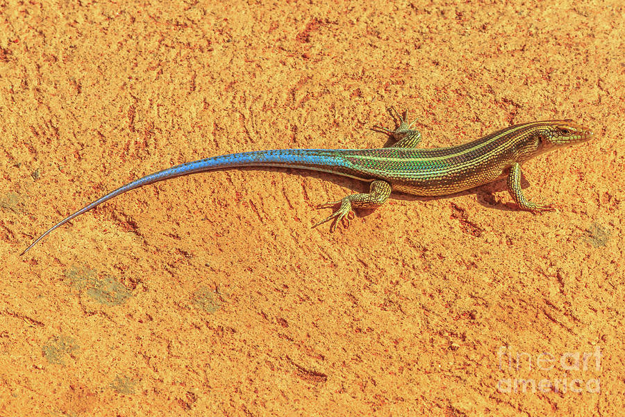 Blue tailed Sandveld lizard Photograph by Benny Marty